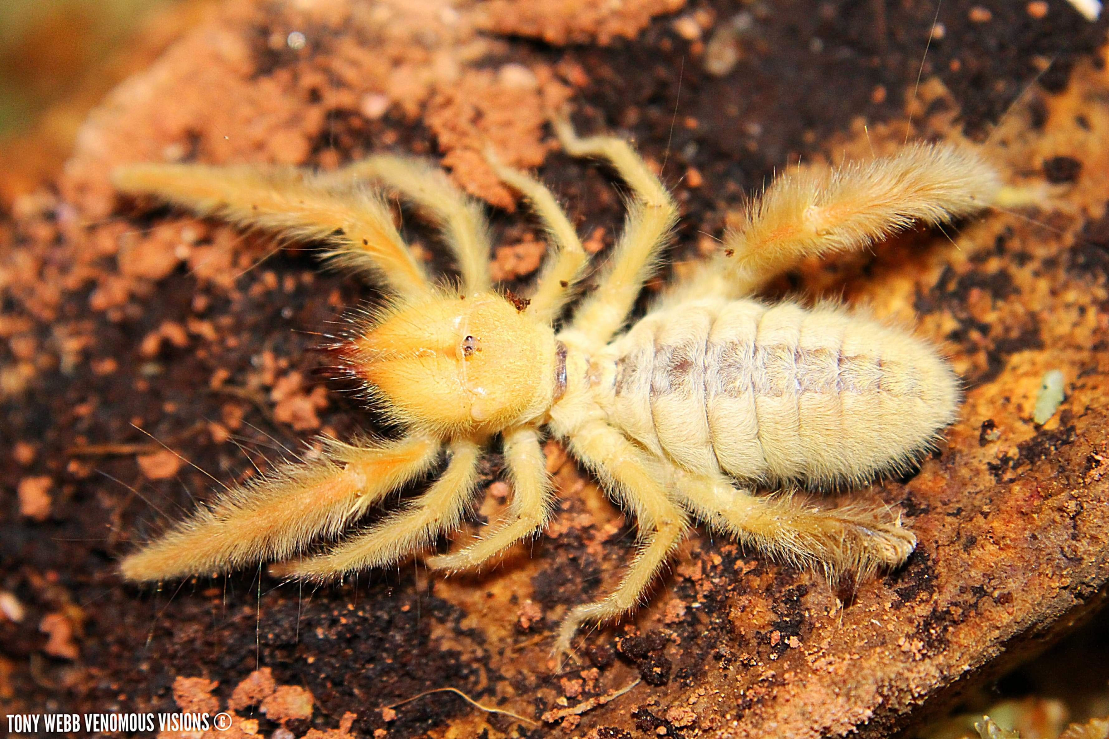 Fluffy camel spider for sale