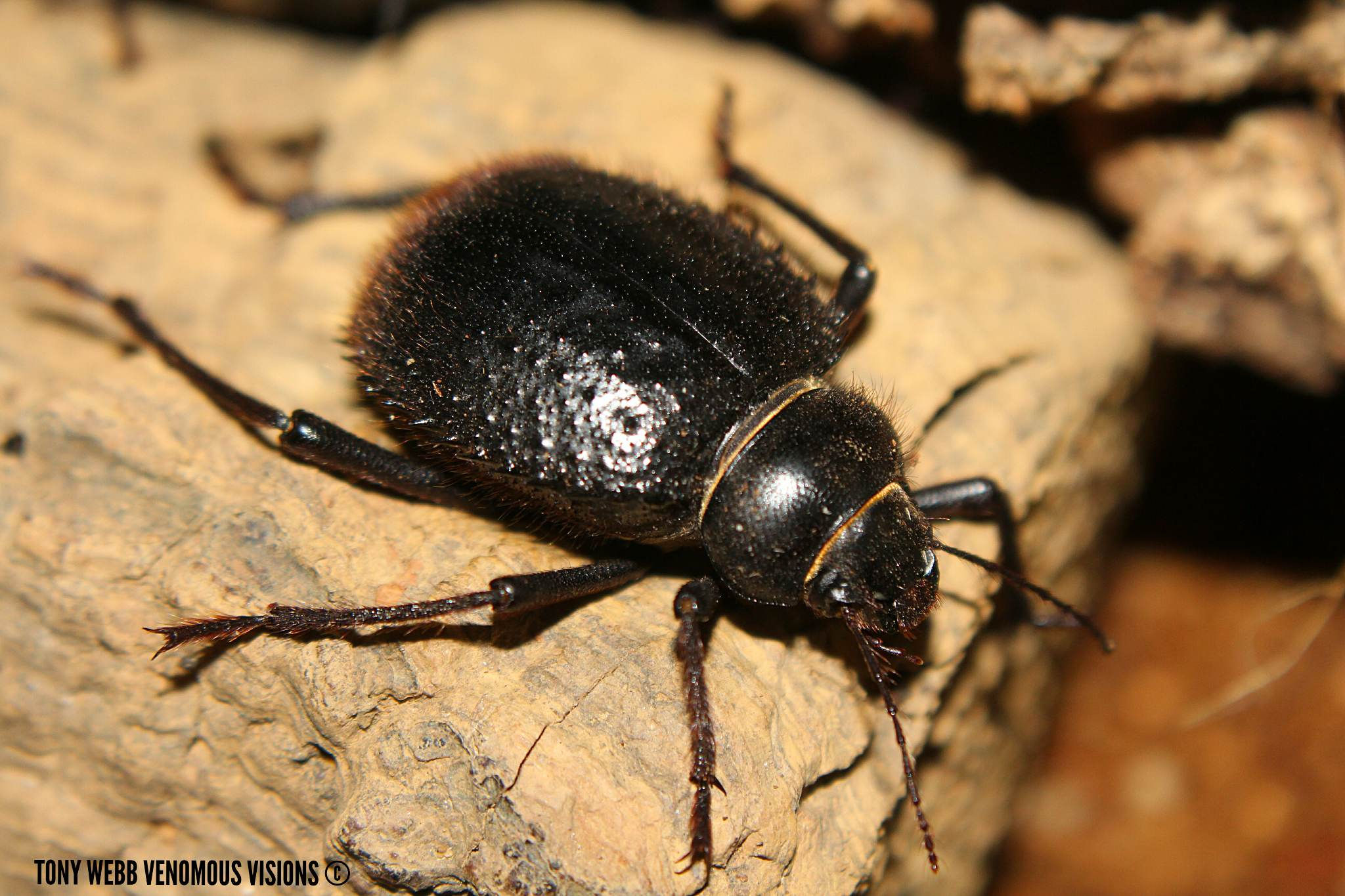 Prionotheca coronata - Radiant sun beetle