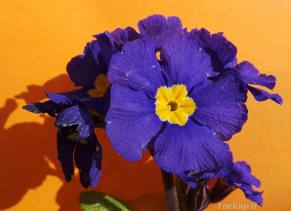 Primula
