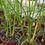 Thumbnail: Vetiver Grass