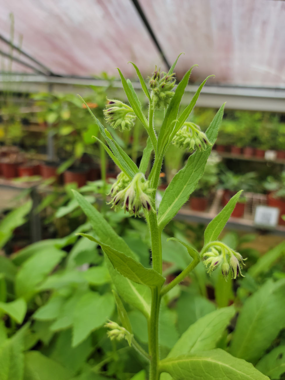 Thumbnail: Comfrey, Common