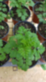 Thumbnail: Feverfew