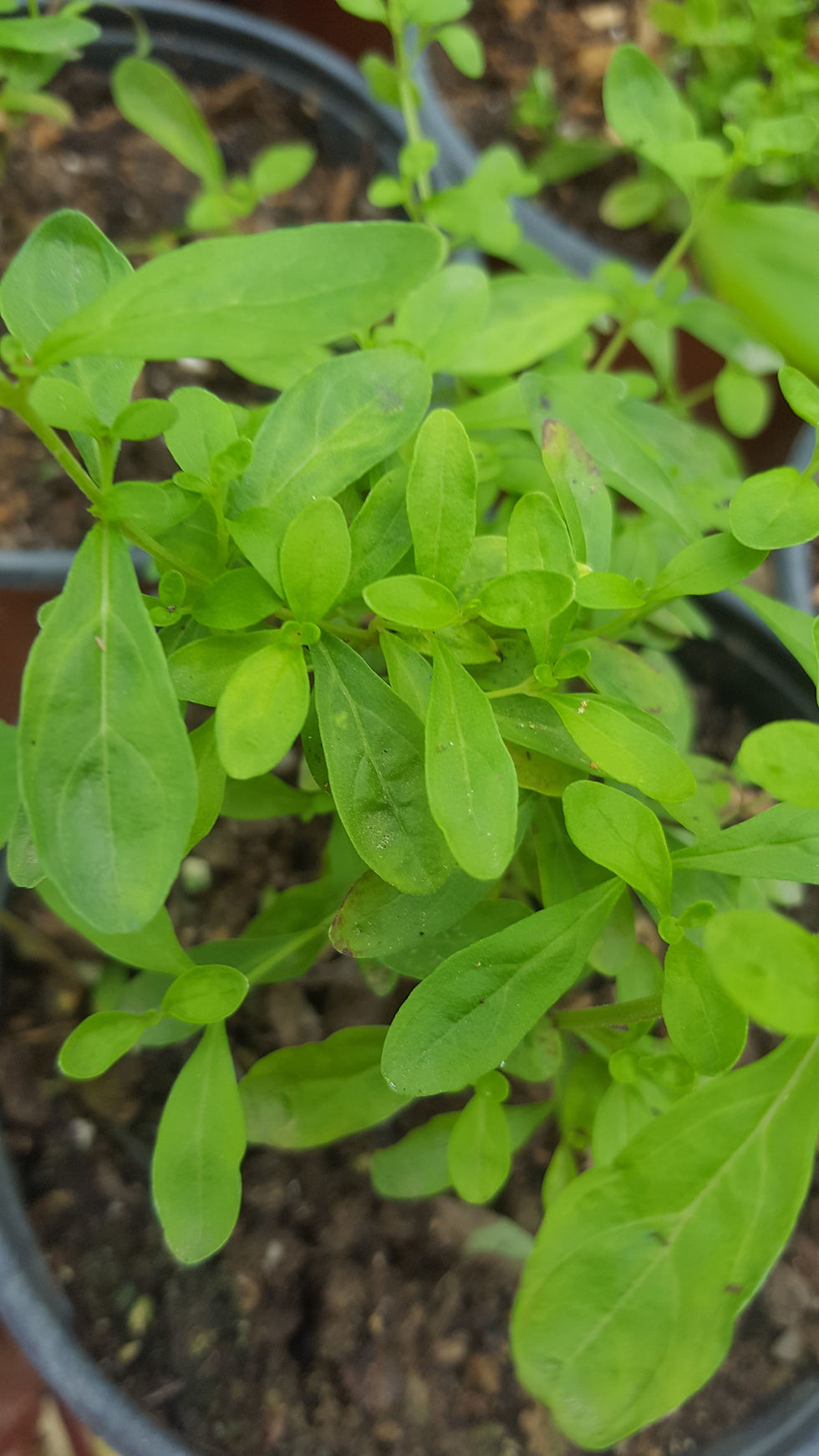 Thumbnail: Mint, Jamaican