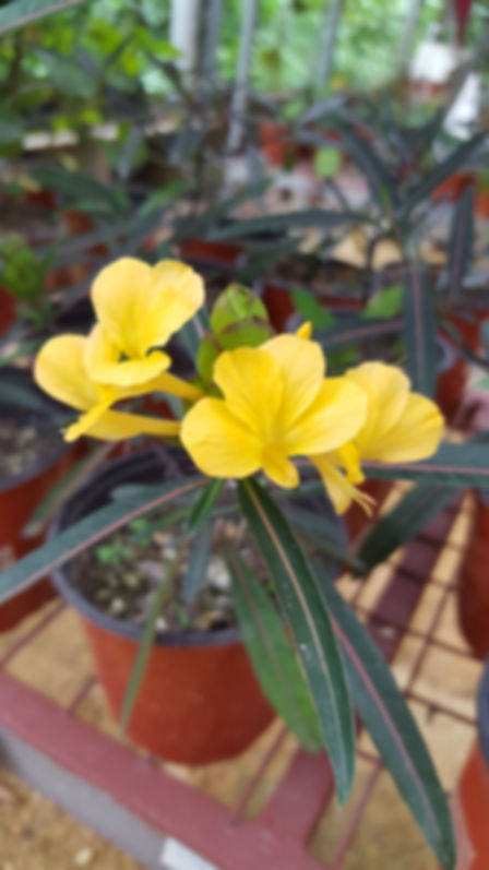 Barleria, Hop-Headed