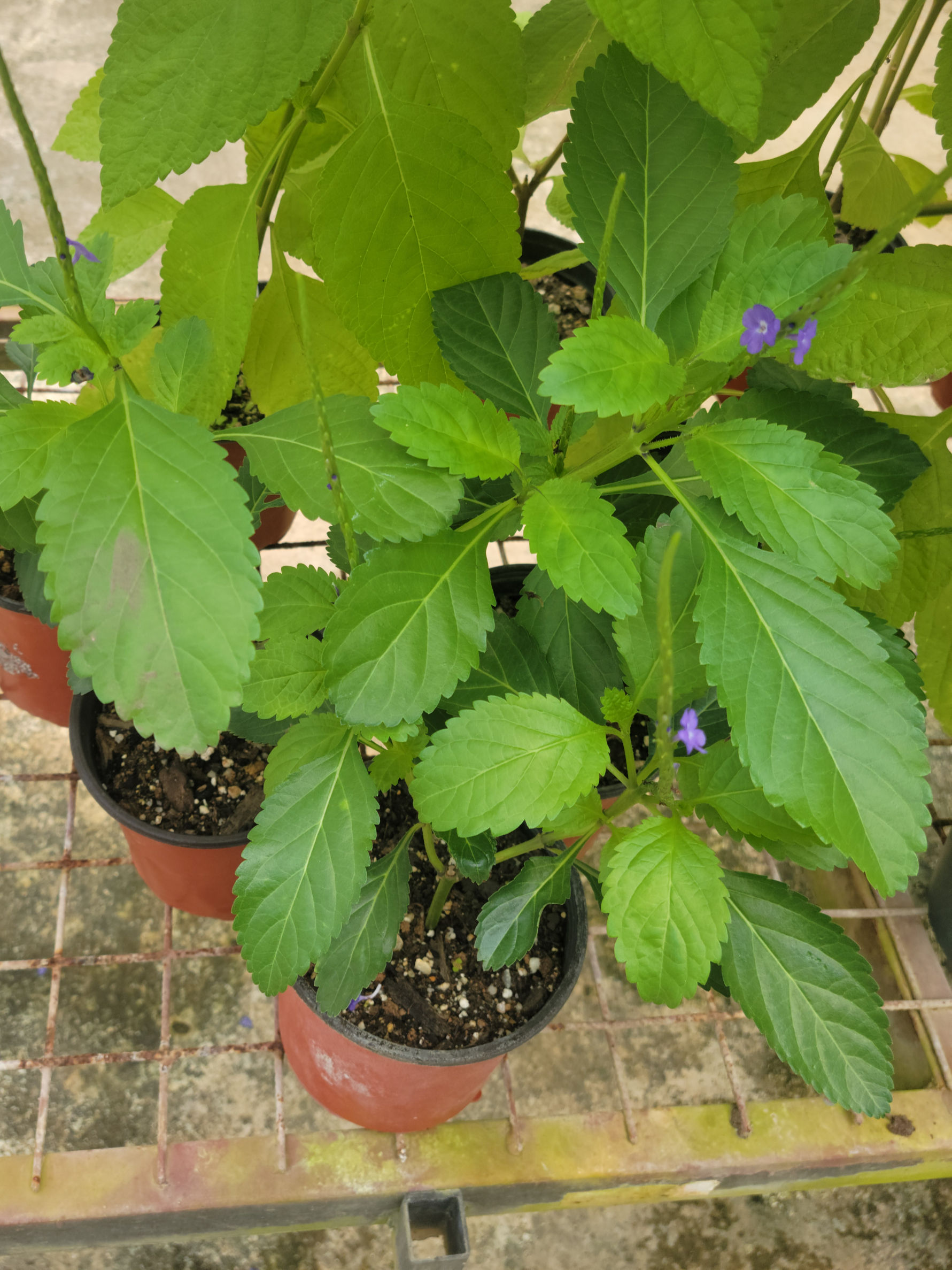 Vervain (Purple)