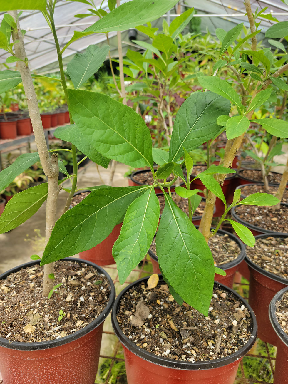 Thumbnail: African Bitterbush