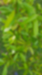 Herbs & Spices Title.jpg