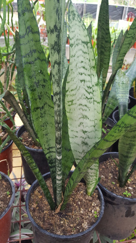 Snake Plant, Silver Queen | Agua Viva Eco-Life