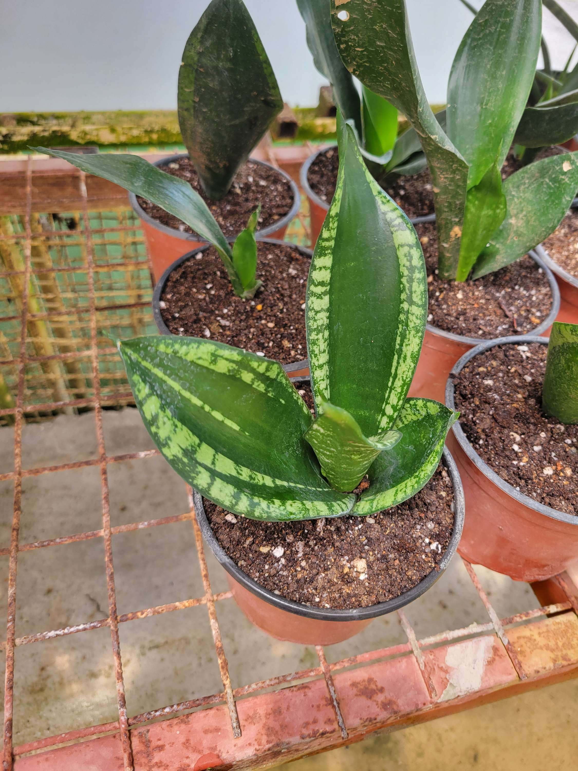 Snake Plant, Silver Flame