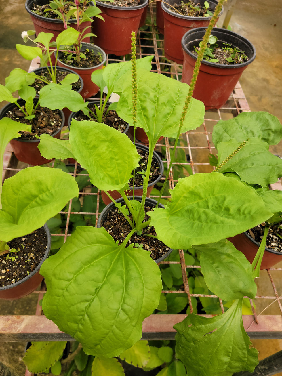 Thumbnail: Plantain, Broadleaf
