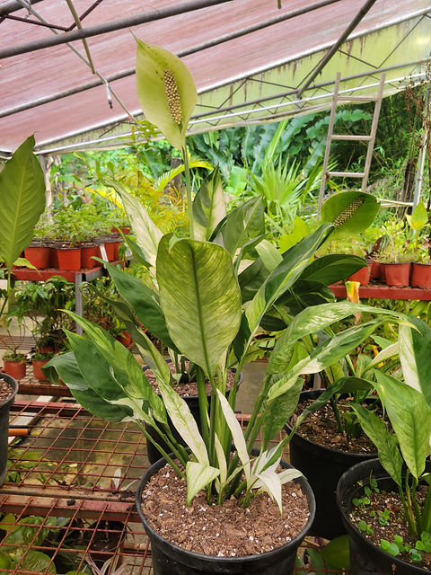 Peace Lily (Variegated) | Agua Viva Eco-Life