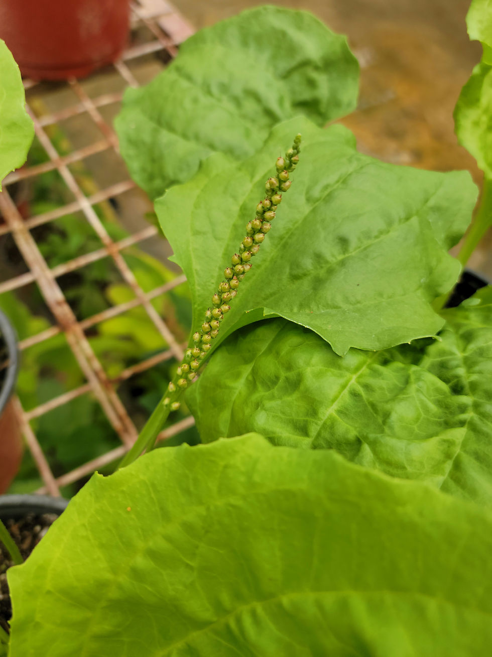 Thumbnail: Plantain, Broadleaf