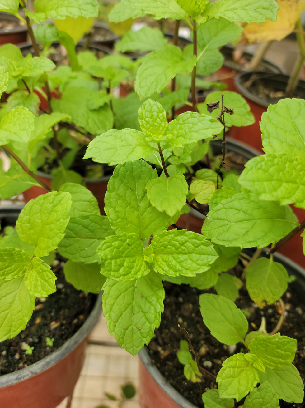 Thumbnail: Mint, Peppermint