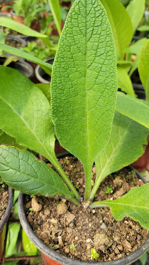 sarcococca ruscifolia plant Sarcococca ruscifolia – Fragrant Sweet Box main image 0