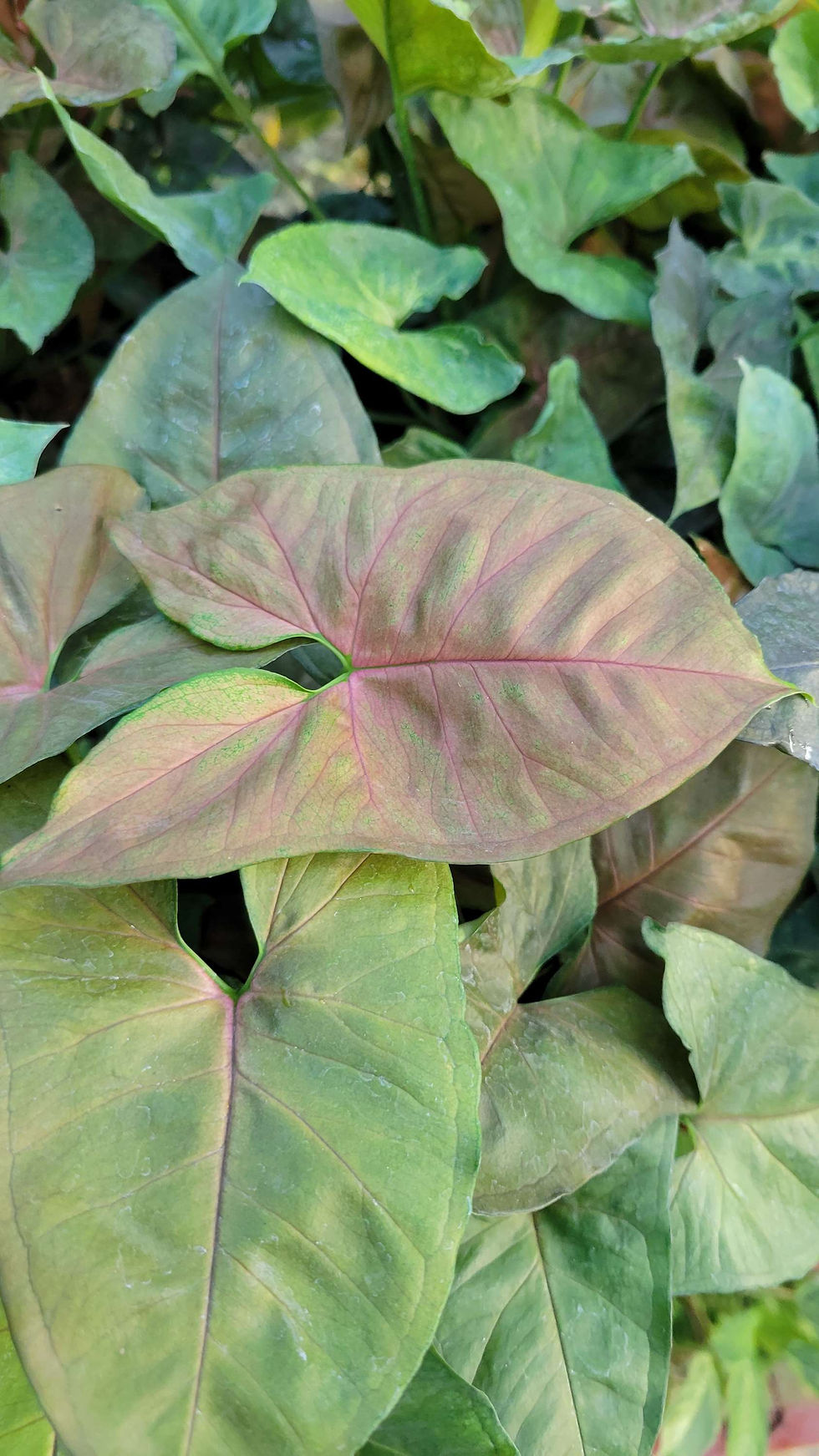 Thumbnail: Arrowhead Plant, Maria Allusion