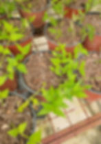 Thumbnail: Carpenter Bush