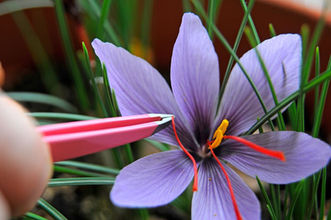 What is Saffron, anyway?