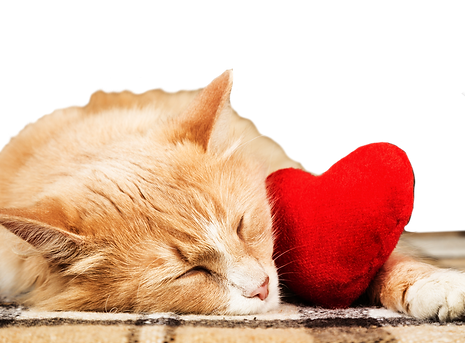cat-1-2.png