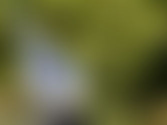 Sculpture on Clyde is a Regional coup