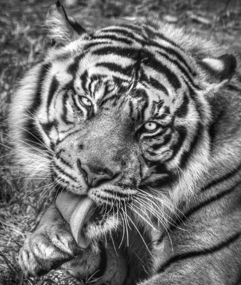 After Dinner by Beth Westra