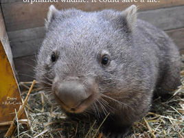 ACT and Southern NSW wildlife rescue organisations