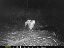 Corunna Residents photograph rare Masked Owl, just ahead of loggers