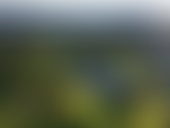 Catalina Veterans report