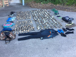 Abalone Offenders in Hot Water After Being Found Guilty in Narooma Local Court