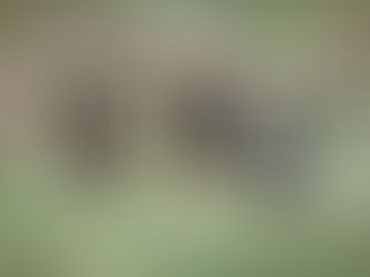 Give Bats A Wide Berth