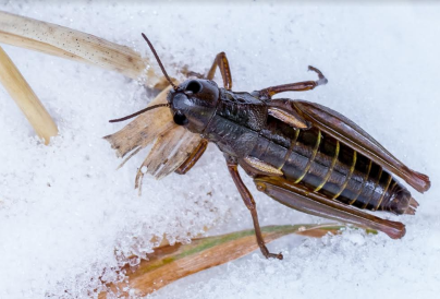 Cricket