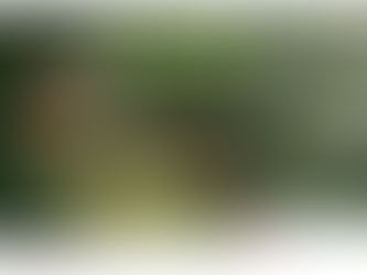 Proposed dog maps for Tuross Head