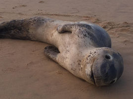 A visitor to Coila Beach over the weekend
