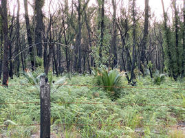 Free collection of burnt rural fencing