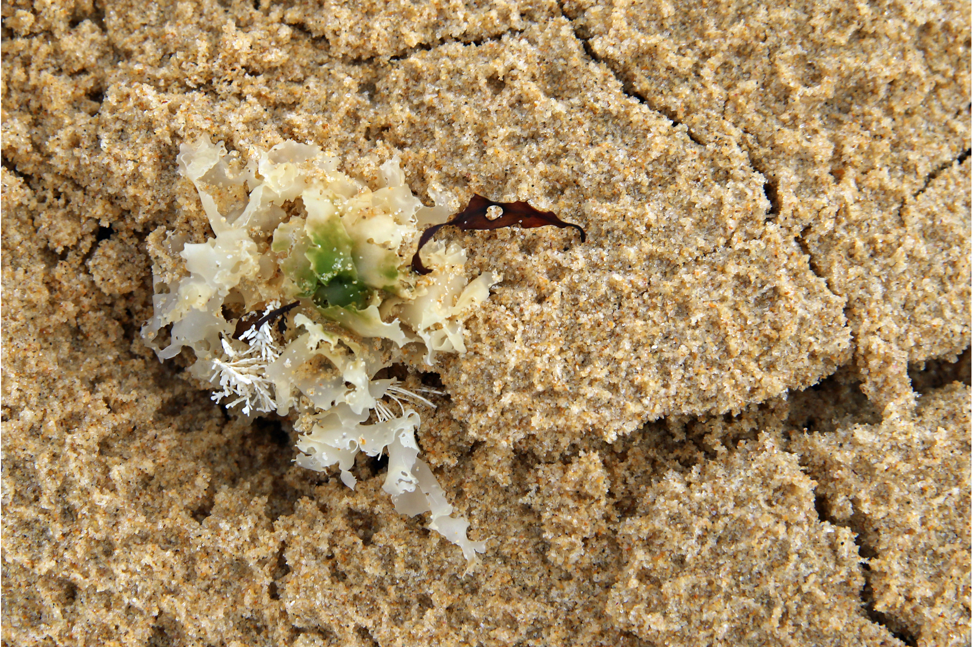Silver-Shirley Gunter -Sand Crystals