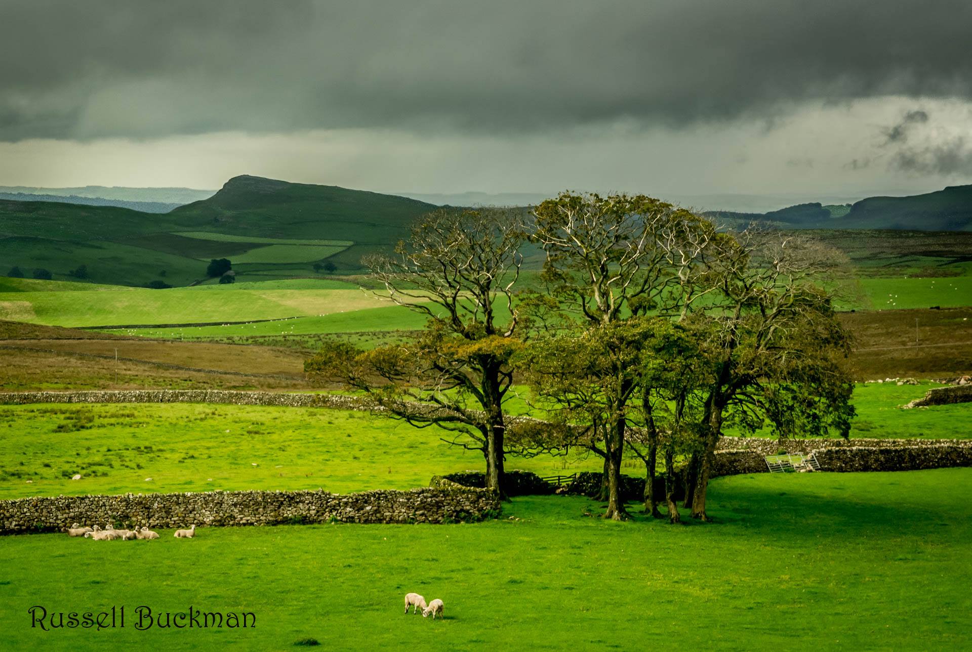 Russell Buckman - Trees In Yorkshire