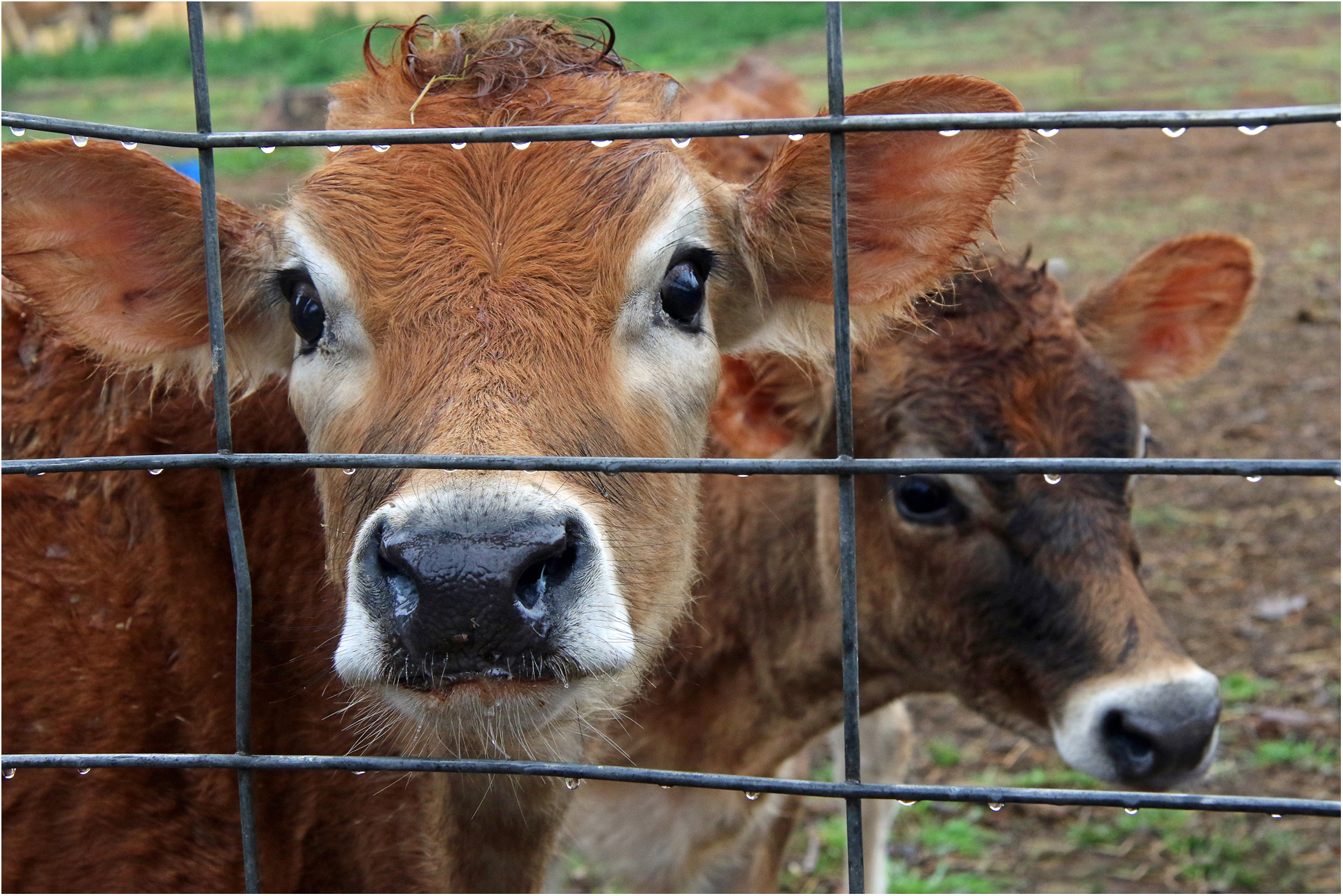 Shirley Gunter-21-C-1-On the Farm