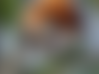 Where do the flying foxes go?