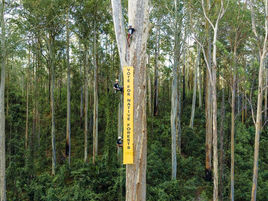 Shoalhaven Council steps in to advocate for Big Spotty