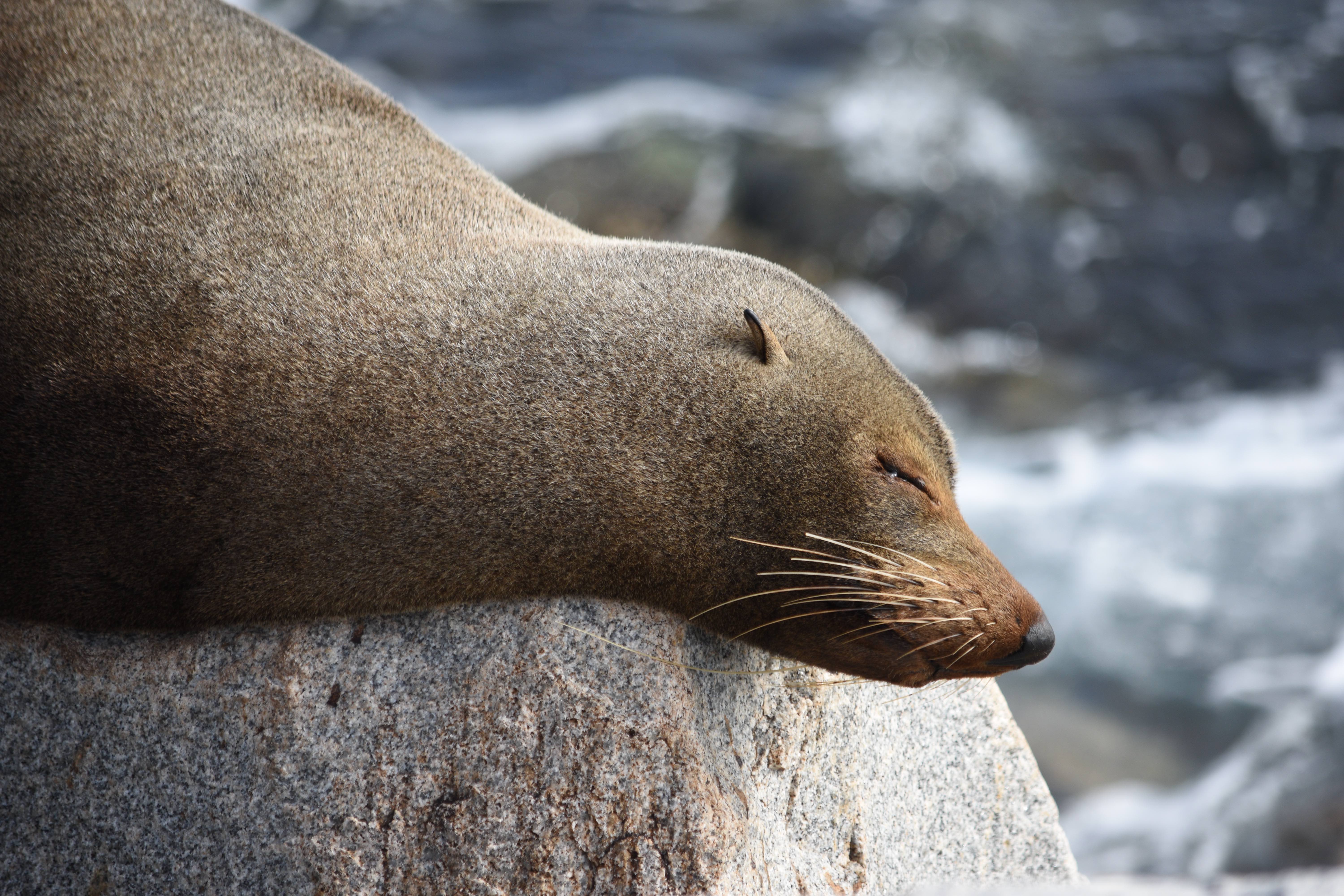 IoN Daniel Bateman-26-C-2-Sleepy Seal