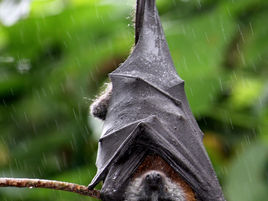 Flying-foxes quiet for now