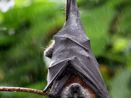Flying-foxes quiet for now