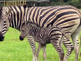 New arrival at Mogo Wildlife Park