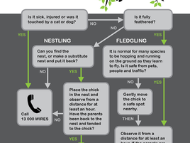 What to do if you find a baby bird