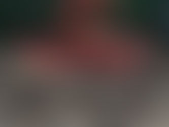 Native Forest Logging under the microscope and it doesn't look good