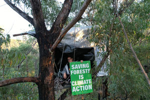 Forest wars find new battleground in Shallow Crossing State Forest, South East NSW