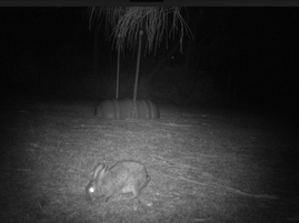 Annual rabbit control program begins