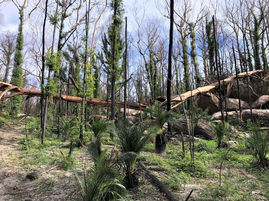 TAFE Digital Fee-Free Bush Regeneration Course Offers Lifeline To Bushfire-Hit Communities