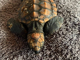 Loggerhead Turtle hatchlings : Be on the lookout