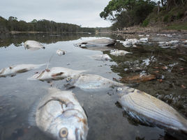 Fish kill at Moruya shows coastal environment under threat