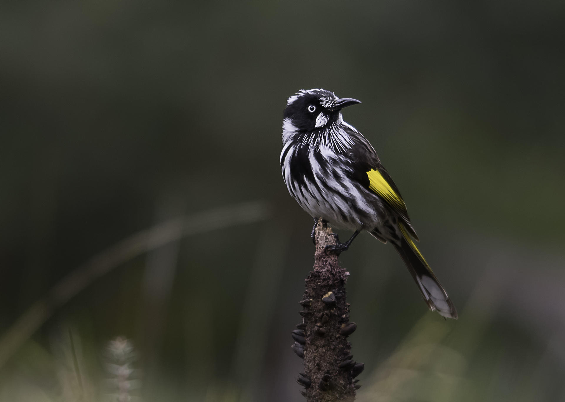 New Holland Honeyeater - by Beth Westra.